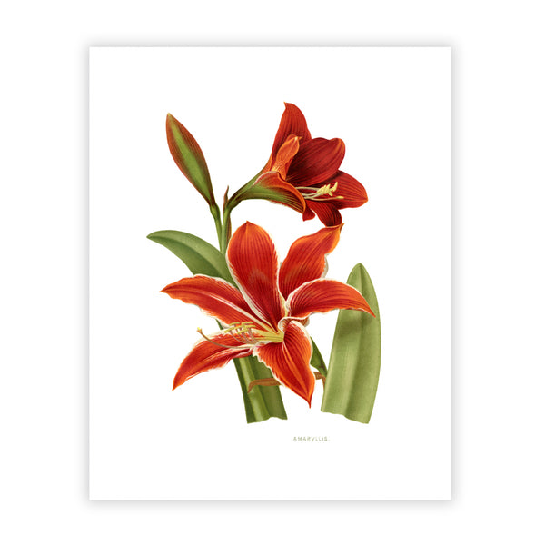 An Amaryllis has large, bright, trumpet-shaped blooms and symbolizes love, passion and attraction. This bold, botanical print is eye-catching. Perfect for your home or to gift to another! Vintage print reproduction measures 8 x 10 inches. Printed on durable cover stock with soft velvet finish. tribegift.com