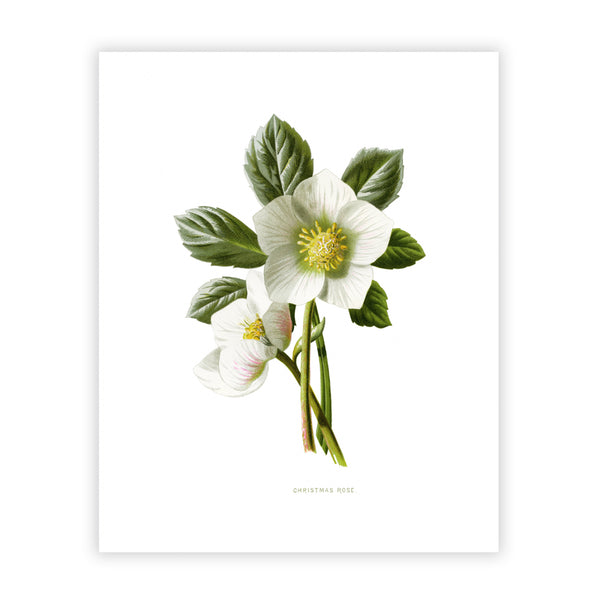 A Christmas Rose symbolizes serenity and peace. This mid-winter and early-spring bloom brightens up our home with its white star appearance. A beautiful botanical print to gift yourself or another! Vintage print reproduction measures 8 x 10 inches. Printed on durable cover stock with soft velvet finish. tribegift.com