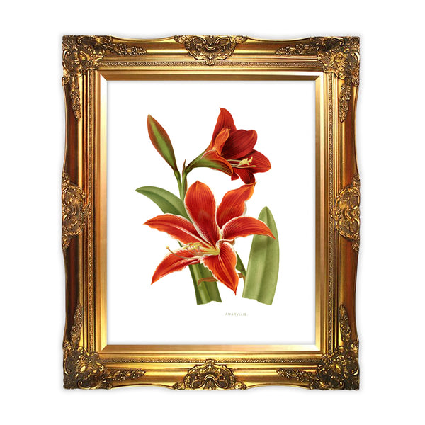 An Amaryllis has large, bright, trumpet-shaped blooms and symbolizes love, passion and attraction. This bold, botanical print is eye-catching. Perfect for your home or to gift to another! Vintage print reproduction measures 8 x 10 inches. Printed on durable cover stock with soft velvet finish. tribegift.com