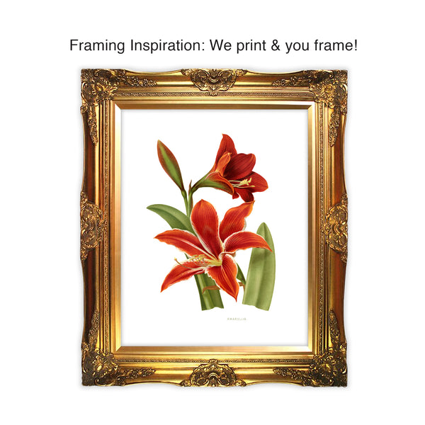 An Amaryllis has large, bright, trumpet-shaped blooms and symbolizes love, passion and attraction. This bold, botanical print is eye-catching. Perfect for your home or to gift to another! Vintage print reproduction measures 8 x 10 inches. Printed on durable cover stock with soft velvet finish. tribegift.com