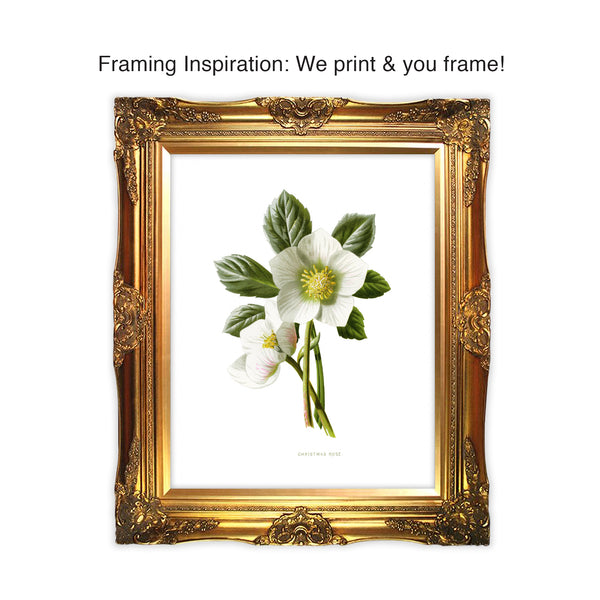A Christmas Rose symbolizes serenity and peace. This mid-winter and early-spring bloom brightens up our home with its white star appearance. A beautiful botanical print to gift yourself or another! Vintage print reproduction measures 8 x 10 inches. Printed on durable cover stock with soft velvet finish. tribegift.com