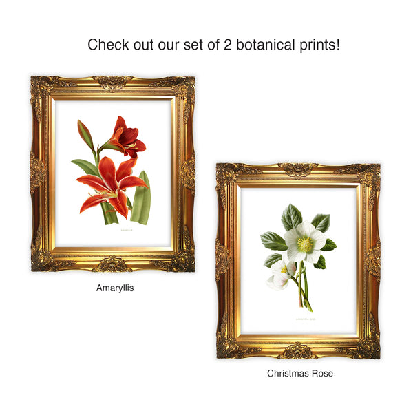 SET OF TWO BOTANICAL PRINTS: Plants and flowers evoke a calm, serene atmosphere. Inspire and uplift with an Amaryllis and Christmas Rose paired together on your wall or a wall of another! A Christmas Rose symbolizes serenity and peace. An Amaryllis has large, bright, trumpet-shaped blooms and symbolizes love, passion and attraction. Great combination!  tribegift.com 